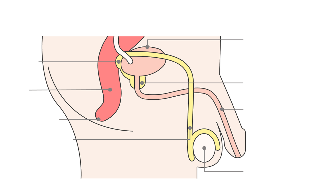 mjesto prostate i njezinih struktura